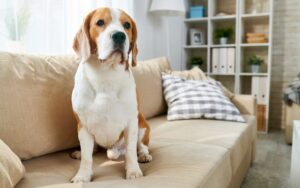 animais-em-apartamento